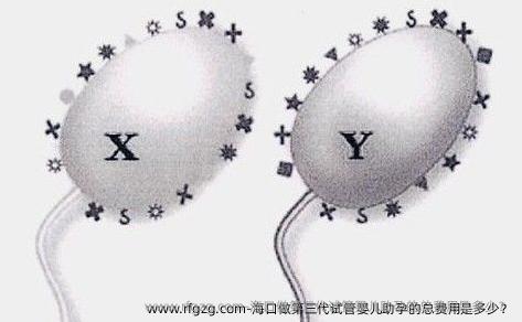 海口做第三代代孕助孕的总费用是多少？